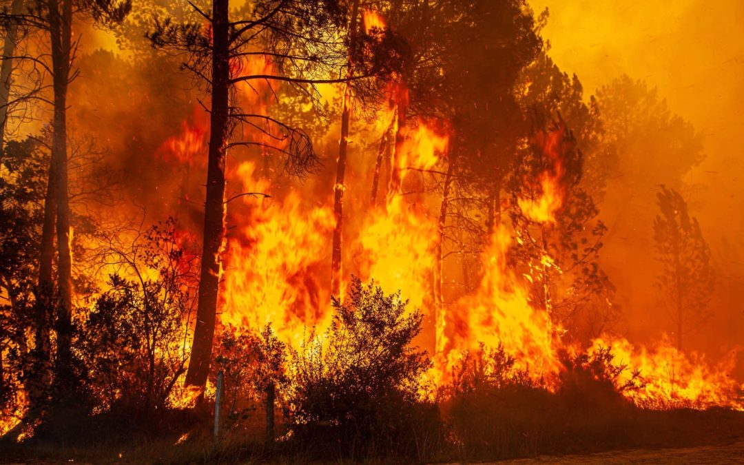 Rapport de la mission flash « FEUX DE FORET 2022 »