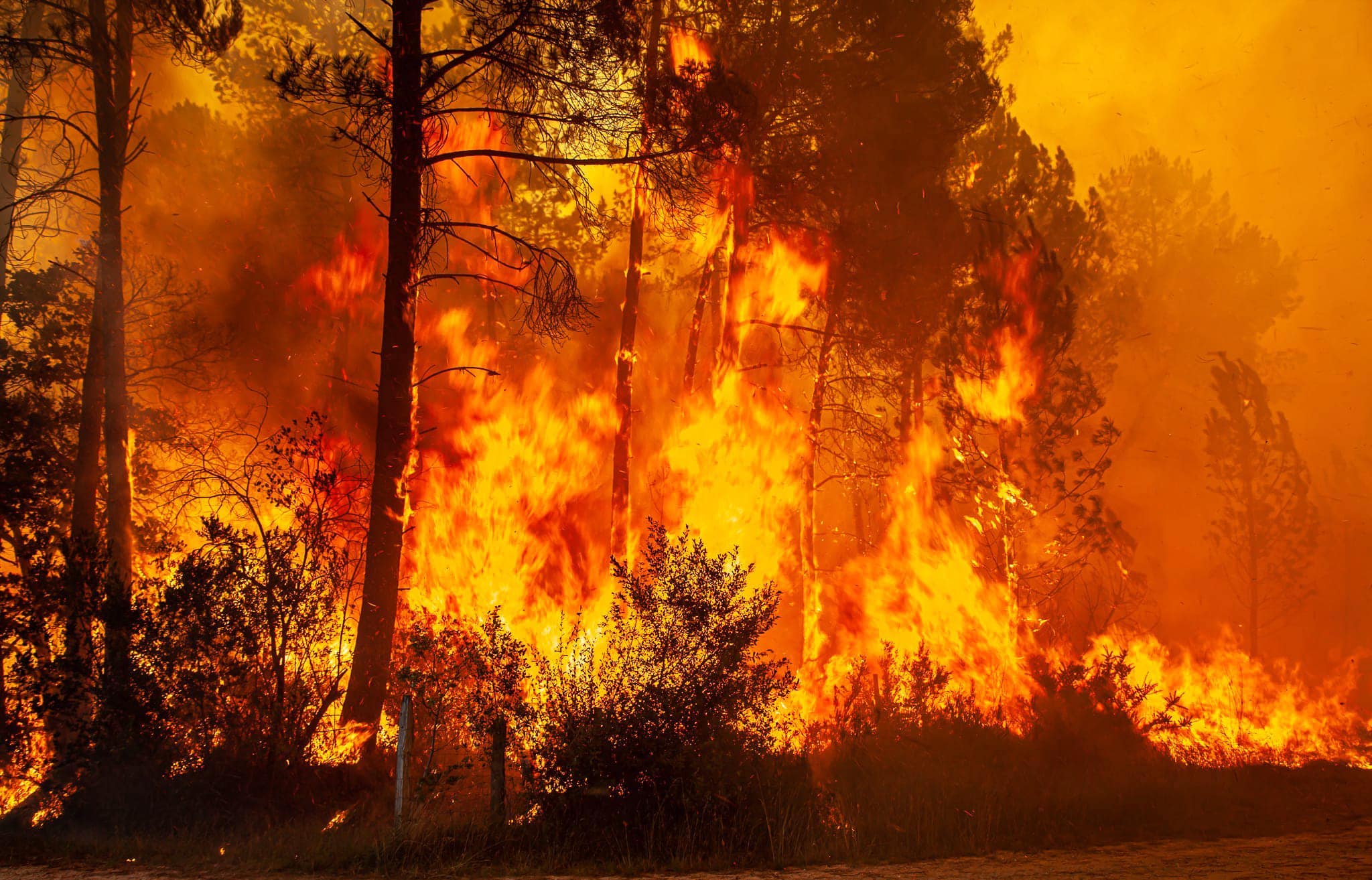 Rapport de la mission flash « FEUX DE FORET 2022 »